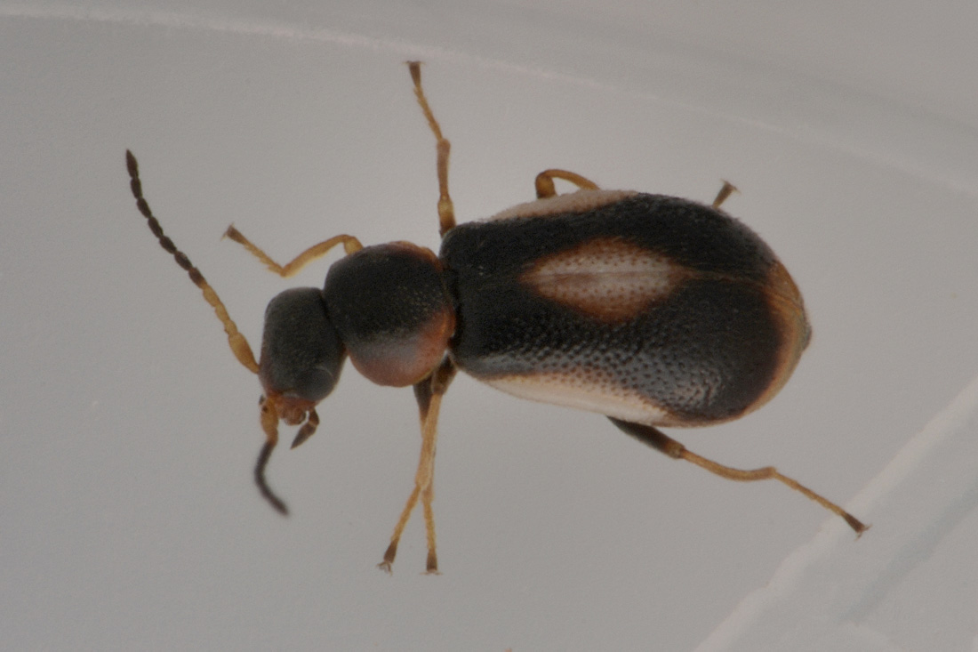 Malachiidae: Colotes maculatus?  Sì !